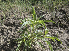 Penstemon spectabilis