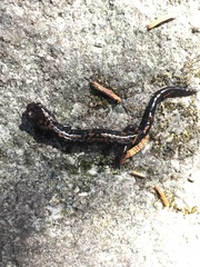 Plethodon welleri