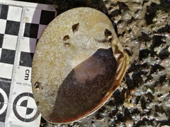 Megapitaria squalida