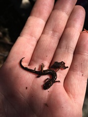 Plethodon welleri