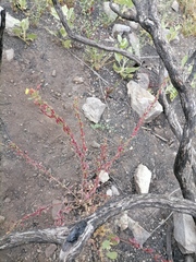 Camissoniopsis lewisii
