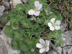 Geranium subacutum