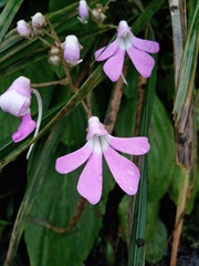 Impatiens acaulis