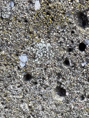 Myriolecis semipallida