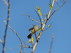 Anairetes flavirostris