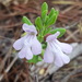 Ashe's Calamint - Photo (c) Alex Abair, some rights reserved (CC BY-NC), uploaded by Alex Abair