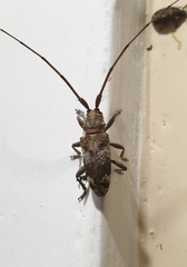 Acalolepta rusticatrix