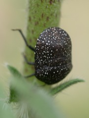 Psacasta exanthematica