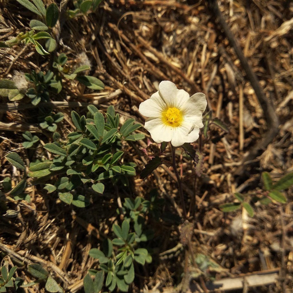 Sida collina