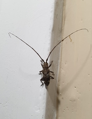 Acalolepta rusticatrix