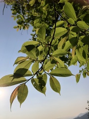 Ulmus uyematsui