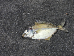 Leiognathidae