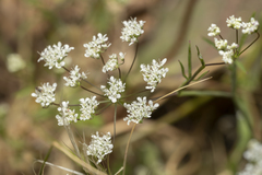 Pimpinella cretica