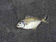 Leiognathidae