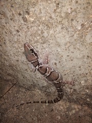 Hemidactylus triedrus