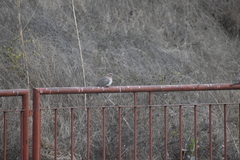 Streptopelia senegalensis