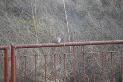 Streptopelia senegalensis