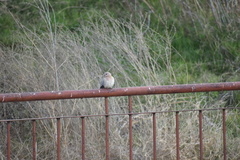 Streptopelia senegalensis