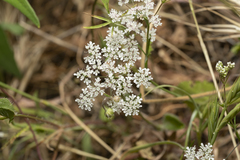 Pimpinella cretica