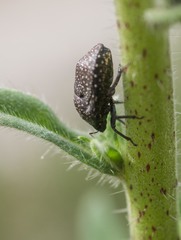 Psacasta exanthematica