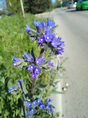 Anchusa leptophylla