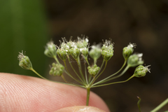 Pimpinella cretica