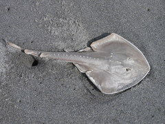 Platyrhina tangi