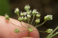 Pimpinella cretica