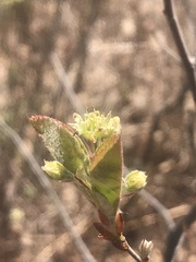 Amelanchier nantucketensis