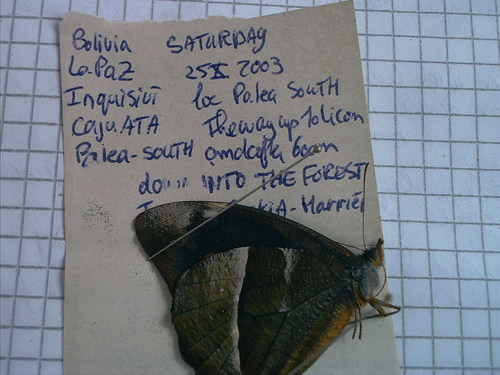 Corades argentata
