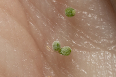 Pimpinella cretica