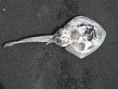 Platyrhina tangi
