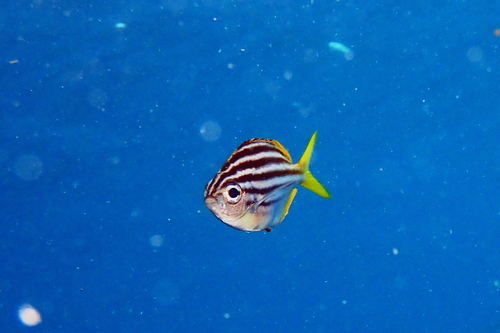 Australian mado (Atypichthys strigatus) — Kyphosidae