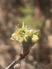 Amelanchier nantucketensis