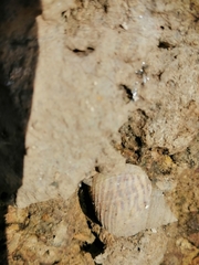 Littoraria variegata