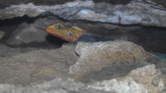 Agama hulbertorum