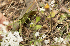 Pimpinella cretica