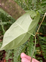 Passiflora megacoriacea