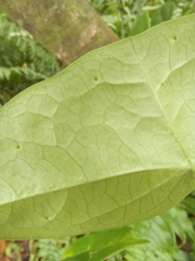 Passiflora megacoriacea