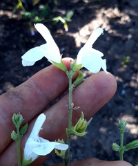 Salvia chamelaeagnea