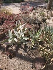 Aloe karasbergensis