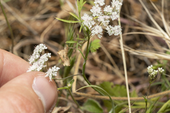 Pimpinella cretica