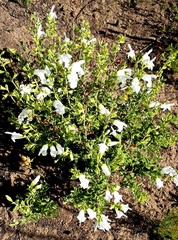 Salvia chamelaeagnea