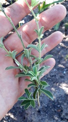 Salvia chamelaeagnea