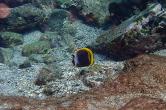 Chaetodon flavirostris