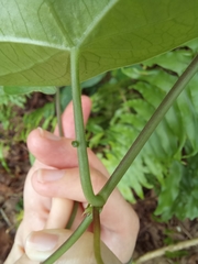 Passiflora megacoriacea