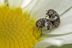 Anthrenus angustefasciatus