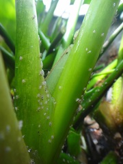 Megamelus scutellaris