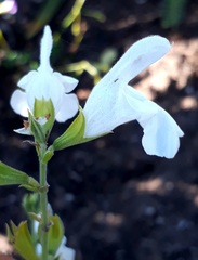Salvia chamelaeagnea