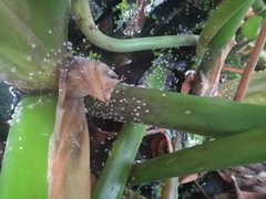 Megamelus scutellaris